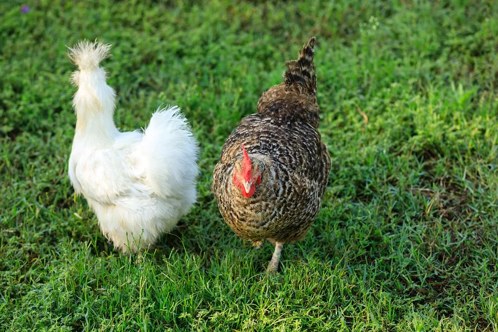 Les poules de Cala Rossa