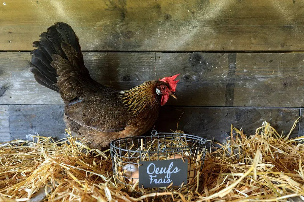 Les poules de Cala Rossa