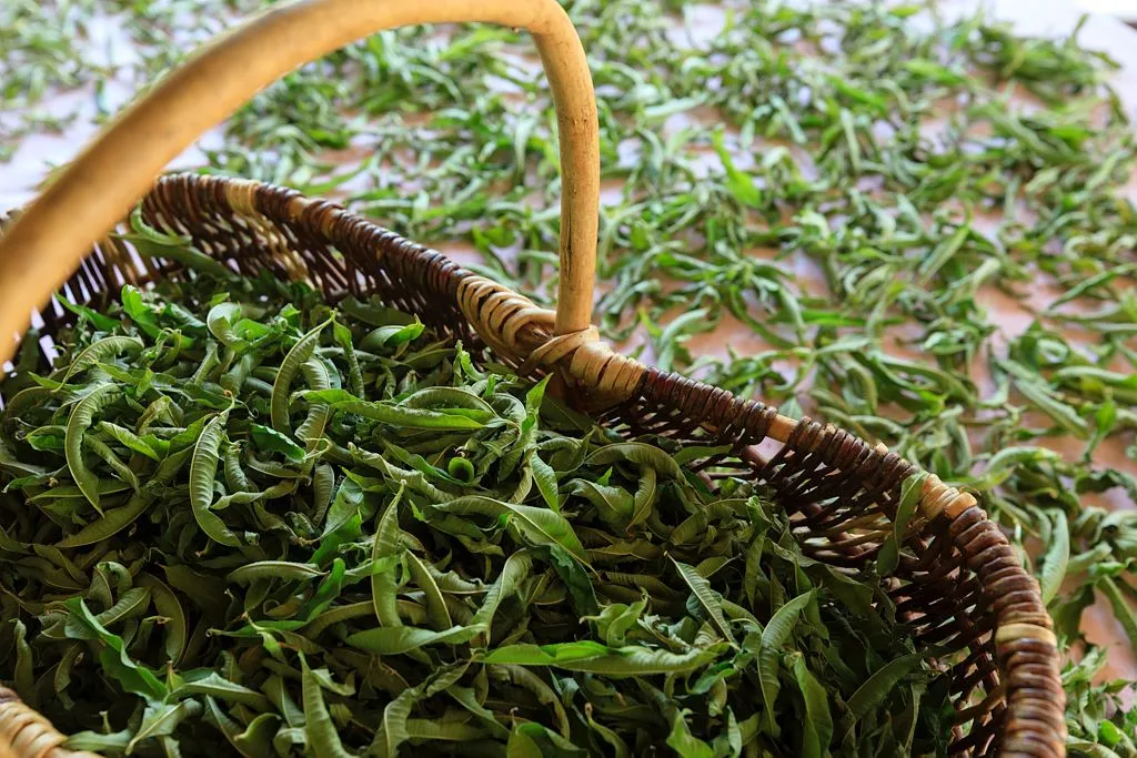 Le potager de Cala Rossa