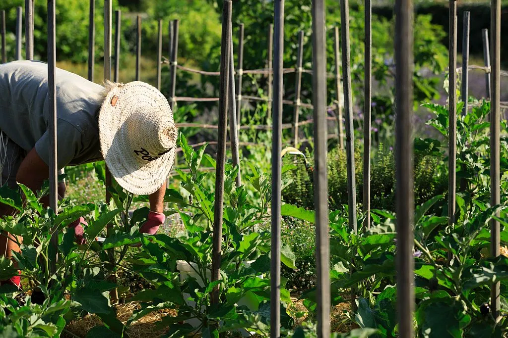 Le potager de Cala Rossa