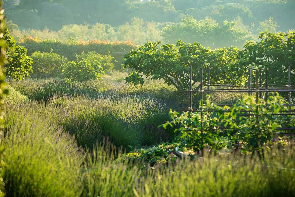 Le potager de Cala Rossa