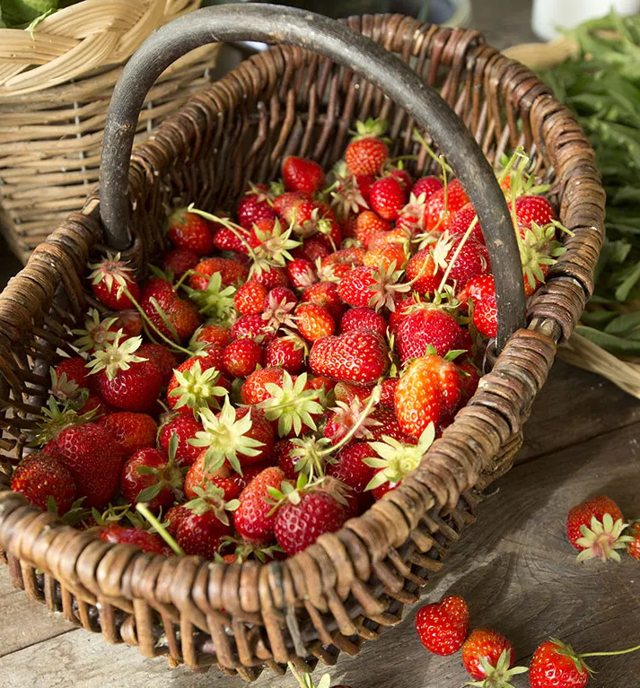 Les fraises de Cala Rossa