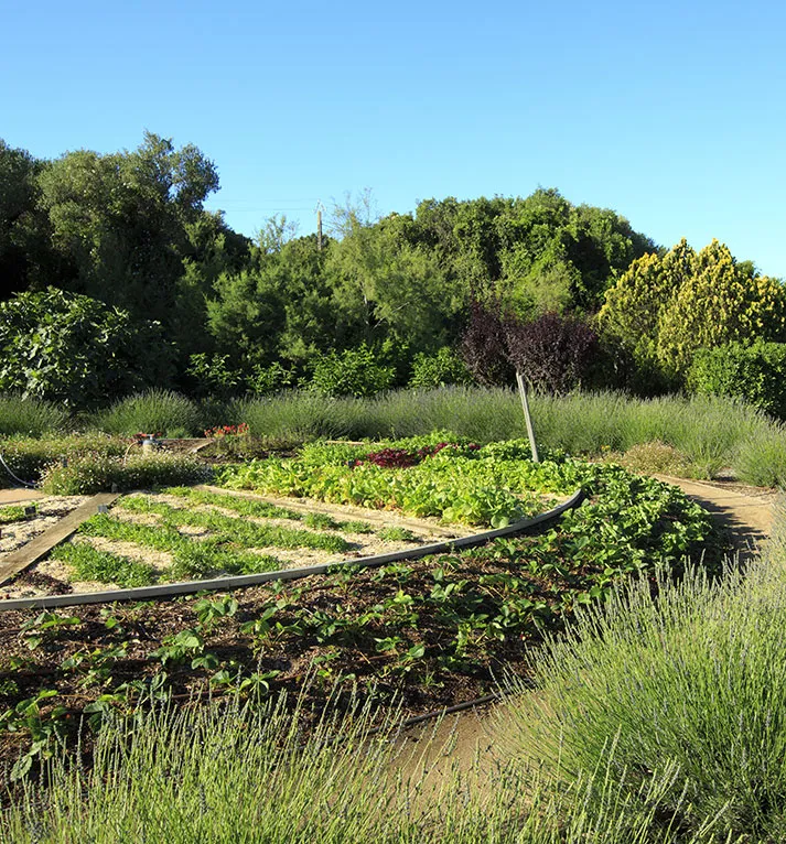 Le potager de Cala Rossa