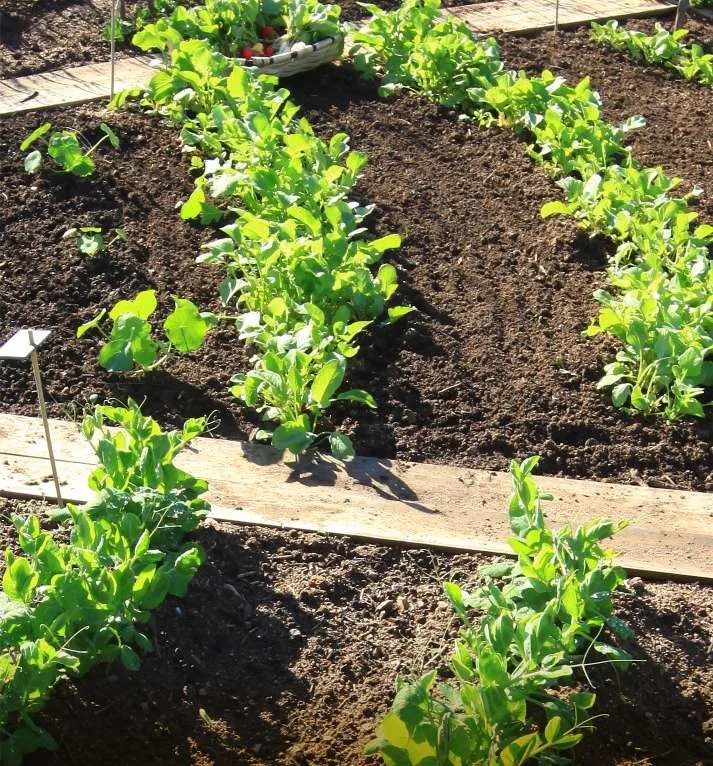 Le potager de Cala Rossa